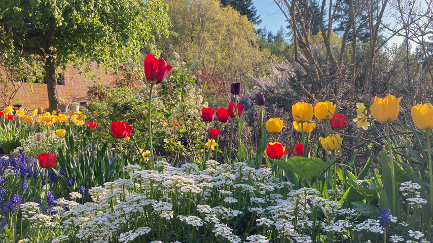 courtyard flowers